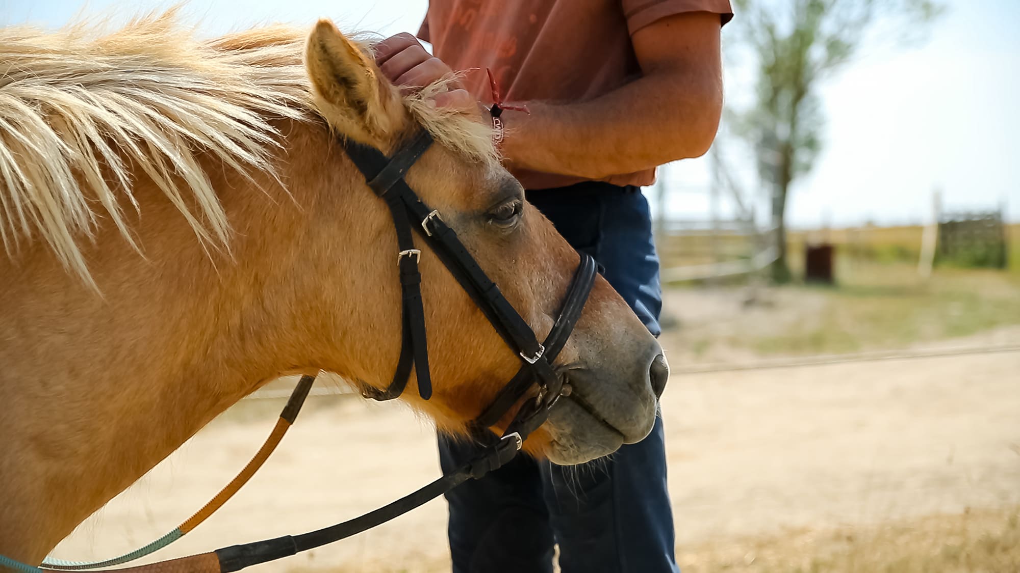 images/establishments/domaine-des-guifettes/enfants/6-domaine-des-guifettes-sorties-poney.jpg#joomlaImage://local-images/establishments/domaine-des-guifettes/enfants/6-domaine-des-guifettes-sorties-poney.jpg?width=2000&height=1125