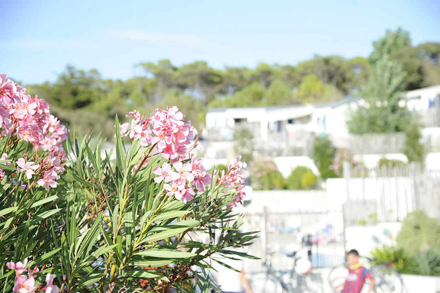 images/establishments/l-anse-des-pins/hebergements/camping-anse-des-pins.jpg#joomlaImage://local-images/establishments/l-anse-des-pins/hebergements/camping-anse-des-pins.jpg?width=900&height=599